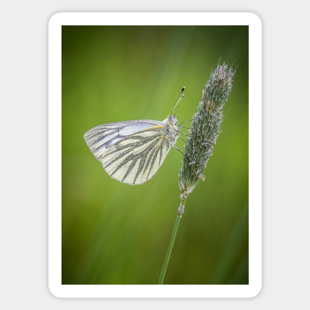 Green-veined White Butterfly on Grass Stalk Sticker by TonyNorth